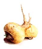 DOG AND CAT KRYPTONITE Adrenal, Thyroid, Pituitary & Hypothalamic Support*