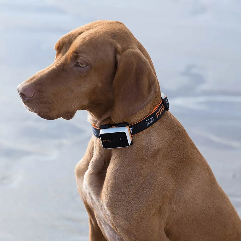 Pet GPS & Fitness Tracker Pawfit 3