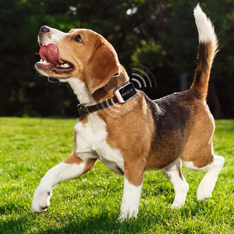 Pet GPS & Fitness Tracker Pawfit 3